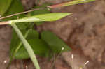 Variable panicgrass